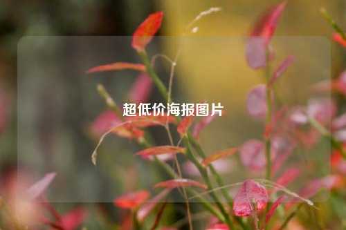 超低价海报图片  第1张